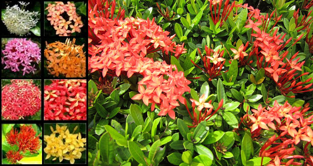 The Wonderful Health Benefits of SANTAN: Heals Wounds, Anti-Diarrhea, Antibacterial, Antitumor and Many More!